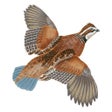 أيقونة البرنامج: Kevins Catalog