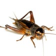 プログラムのアイコン：Bad Joke Crickets Sound