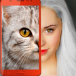 プログラムのアイコン：Kitten: what cat are you …