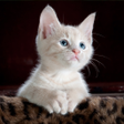 程序图标：Kitten Sounds