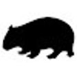 Ikon program: Wombat belly rub