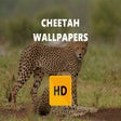 Cheetah Wallpaper HD New Tab Theme