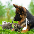 Cat  Dog Sounds  Pet sounds icon