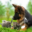Cat  Dog Sounds  Pet sounds