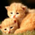ไอคอนของโปรแกรม: Baby Animals Wallpaper Ta…