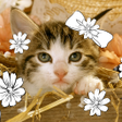 程序图标：Cat Wallpaper Chaton
