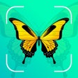 ไอคอนของโปรแกรม: Bug Identifier Insect Id