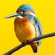 Icon of program: 見つけた野鳥図鑑