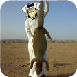 Ikona programu: صيد الضبان