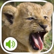 プログラムのアイコン：Animal Sounds: More 100 s…