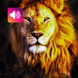 Lion Sounds and Ringtone