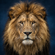 Icon of program: Lion Sounds and Ringtone