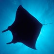 أيقونة البرنامج: Silhouettes Underwater