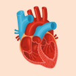Ikona programu: Human anatomy