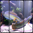 Ikon program: Channa Fish Wallpaper HD …