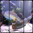Channa Fish Wallpaper HD 4K