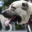 Programın simgesi: Kangal Dog HD Wallpapers …
