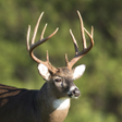 Icon of program: Whitetail Deer Calls
