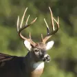 Whitetail Deer Calls