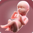 ไอคอนของโปรแกรม: Pregnancy Tracker Week by…