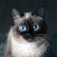 Ikon program: Talking Blue Siamese Cat