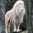 Icon of program: White Lion HD Wallpapers …