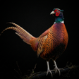 程序图标：Appp.io - Pheasant Sounds