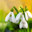 程序图标：Spring Flowers Live Wallp…