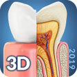 プログラムのアイコン：Dental Anatomy
