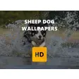 Sheep Dog Wallpaper HD New Tab Theme