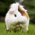 Ikon program: Guinea Pig Sounds