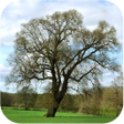 プログラムのアイコン：Trees of Britain