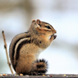 Ikon program: Appp.io - Chipmunk Sounds