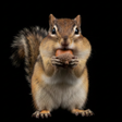 プログラムのアイコン：Appp.io - Chipmunk Sounds
