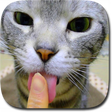 Ícone do programa: Kitty Licks Screen