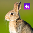 プログラムのアイコン：Rabbit and Bunny Sounds