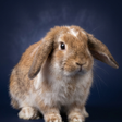程序图标：Rabbit and Bunny Sounds