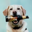 Icon of program: Beer Dog 2.1 and Dialogue…