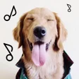 Icon of program: Dogify: Sounds Dogs Love