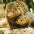 ไอคอนของโปรแกรม: Mongoose Calls