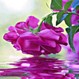 プログラムのアイコン：Purple Rose Swining LWP