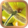 أيقونة البرنامج: Animals Divine Tarot