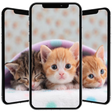Icoon van programma: Kitten Wallpaper