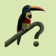 Icoon van programma: Costa Rica Birds