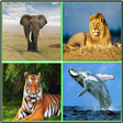 程序图标：Animal Sounds