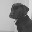 Icoon van programma: Puppy Calmer