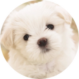 プログラムのアイコン：Cute Dogs & Puppies Wallp…
