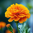Icon of program: Flower Wallpaper HD Colle…