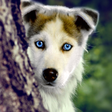 Icon of program: Dogs Wallpaper