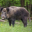 Icon of program: Hog Hunting Calls